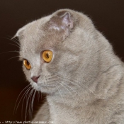 Photo de Scottish fold