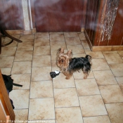 Photo de Yorkshire terrier