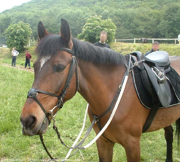 Photo de Poney franais de selle