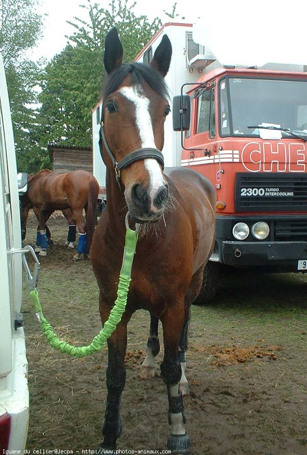 Photo de Poney franais de selle