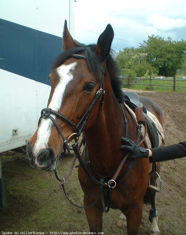 Photo de Poney franais de selle