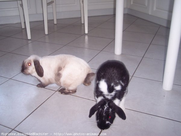 Photo de Lapin