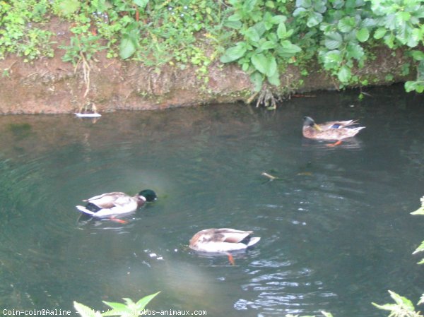 Photo de Canard