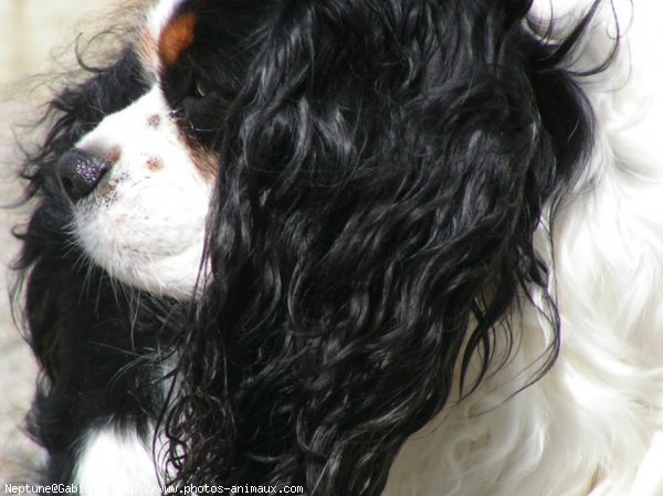 Photo de Cavalier king charles spaniel