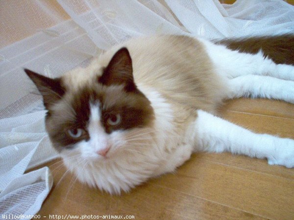 Photo de Ragdoll