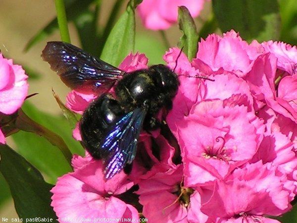 Photo d'Abeille charpentire - xylocope