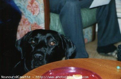 Photo de Labrador retriever