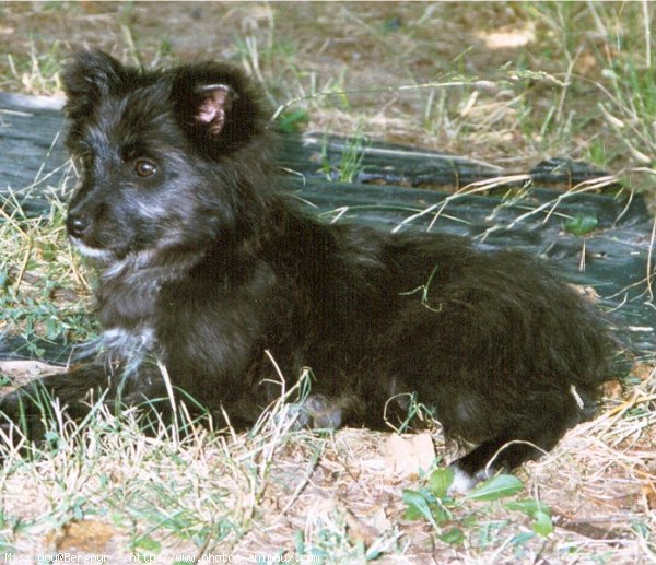 Photo de Chien de berger des pyrenes  poil long