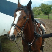 Photo de Poney franais de selle