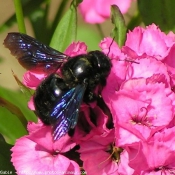 Photo d'Abeille charpentire - xylocope