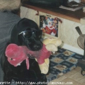 Photo de Labrador retriever