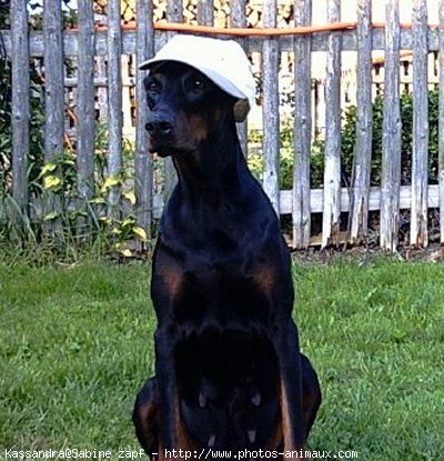 Photo de Dobermann