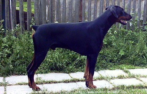 Photo de Dobermann