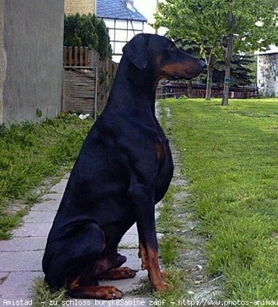 Photo de Dobermann