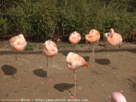 Photo de Flamand rose