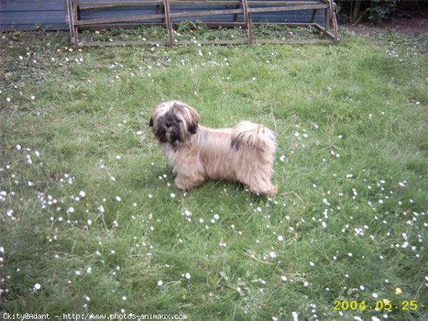 Photo de Shih tzu