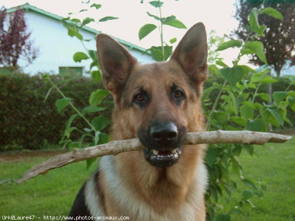 Photo de Berger allemand  poil court