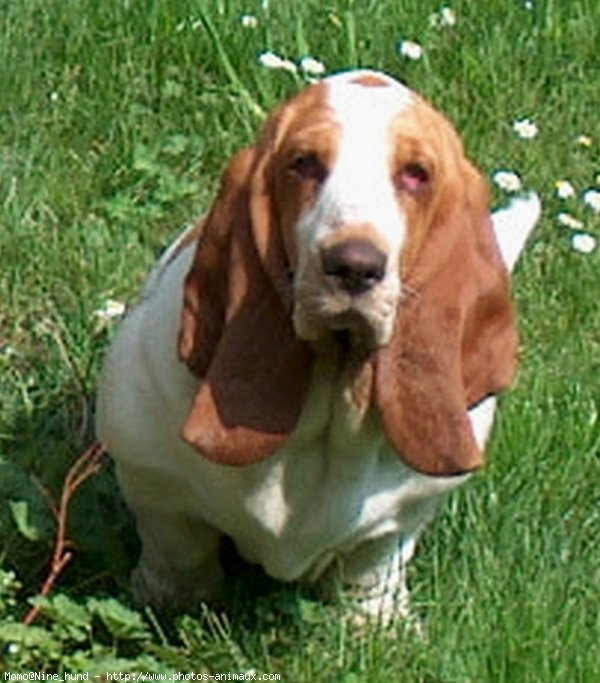 Photo de Basset hound