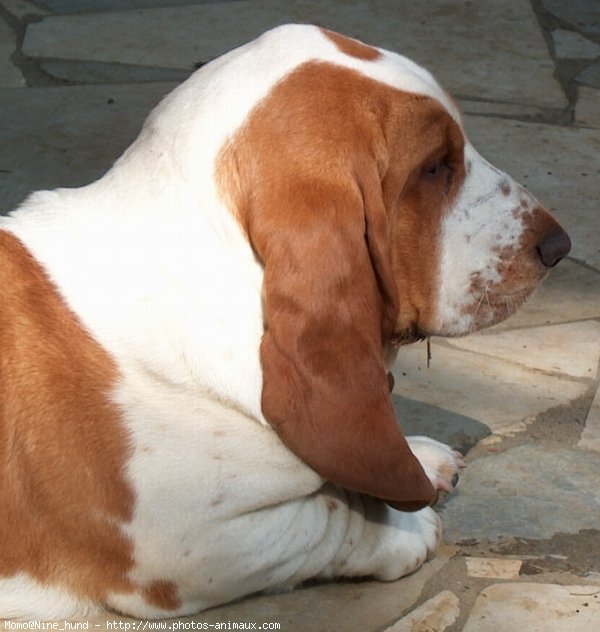 Photo de Basset hound