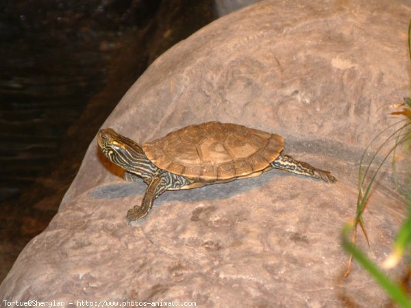 Photo de Tortue