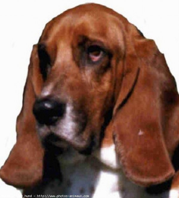 Photo de Basset hound