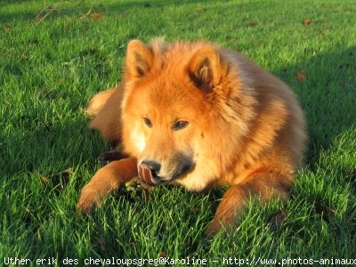 Photo d'Eurasier