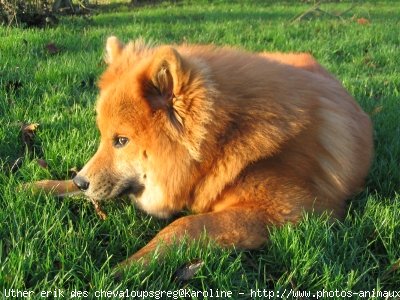 Photo d'Eurasier