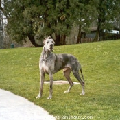 Photo de Dogue allemand