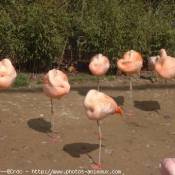 Photo de Flamand rose