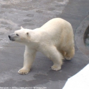 Photo d'Ours