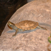 Photo de Tortue