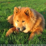 Photo d'Eurasier