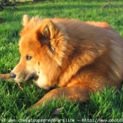 Photo d'Eurasier