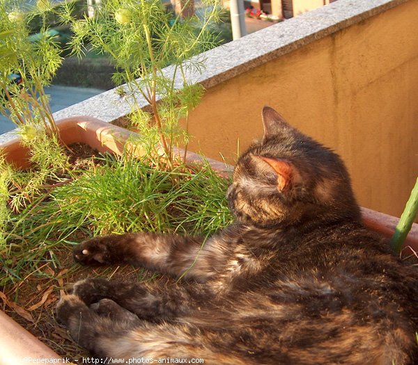 Photo de Chat domestique