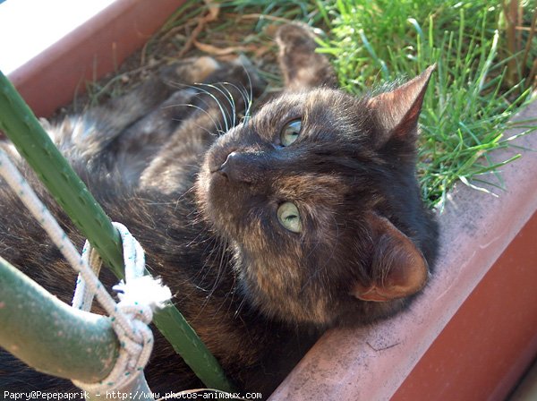 Photo de Chat domestique