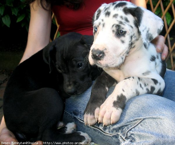 Photo de Dogue allemand