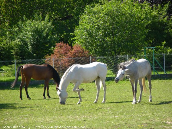 Photo de Races diffrentes