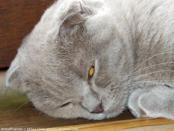 Photo de Scottish fold