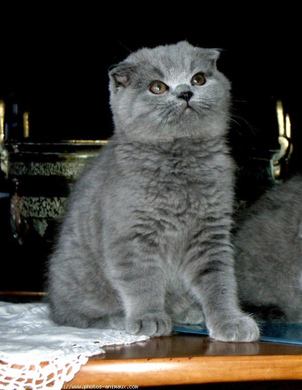 Photo de Scottish fold