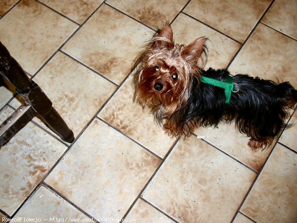 Photo de Yorkshire terrier