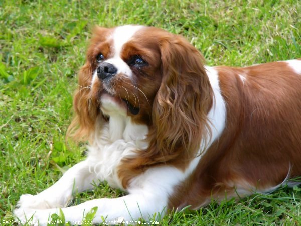 Photo de Cavalier king charles spaniel