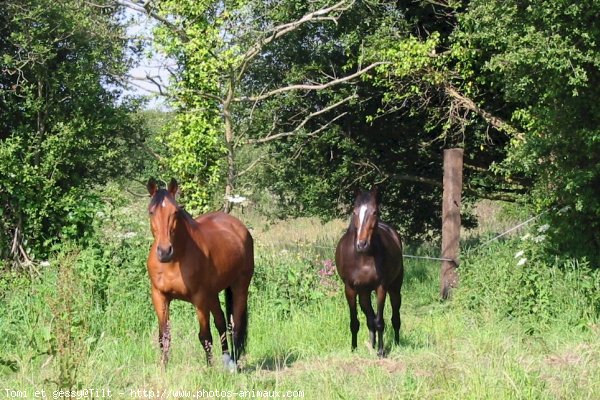 Photo de Races diffrentes