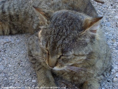 Photo de Chat domestique