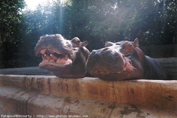 Photo de Hippopotame