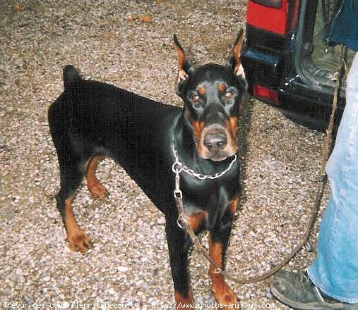 Photo de Dobermann