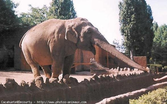 Photo d'Elphant d'asie