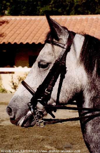 Photo de Poney franais de selle