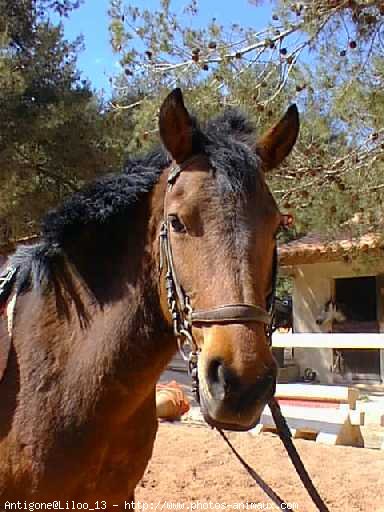 Photo de Poney franais de selle