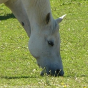 Photo de Races diffrentes