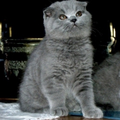 Photo de Scottish fold